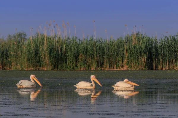 Pélicans Blancs Pelecanus Onocrotalus Dans Delta Danube Roumanie — Photo