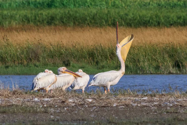 Pelikane Pelecanus Onocrotalus Donaudelta Rumänien — Stockfoto