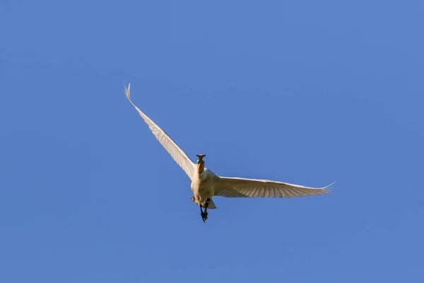 Lettera Spoonbill Comune Volo Nel Delta Del Danubio Romania — Foto Stock