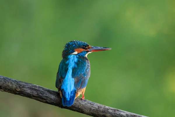 Kingfisher Alcedo Atthis Habitat Natural Danub Delta Roménia — Fotografia de Stock