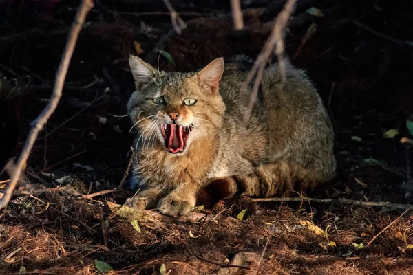 野生の猫が生息しています ルーマニアのドナウデルタ — ストック写真