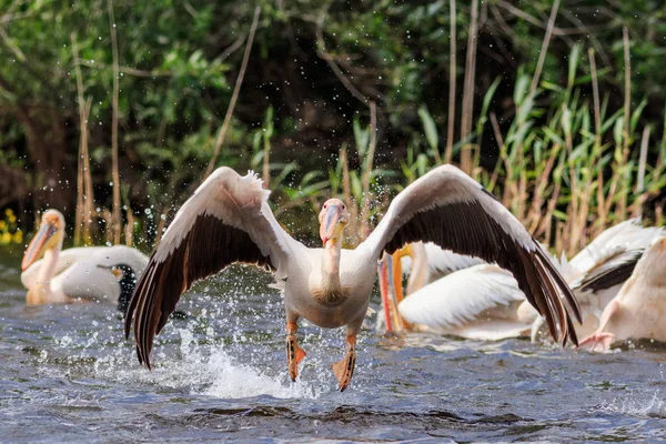 Білий Пелікан Pelecanus Onocrotalus Дельті Дунаю Румунія — стокове фото