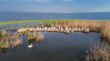 Tuna Deltası Romanya'da Dalmaçyalı Pelikan (pelecanus crispus). Drone ile havadan görünümü.