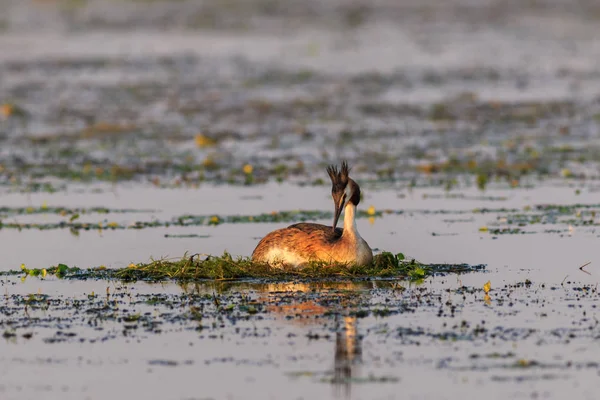 Great Crested Grebe Podiceps Cristatus Nest Danube Delta Romania — Stock Photo, Image