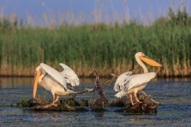 Tuna Deltası, Romanya 'da beyaz pelikanlar (pelecanus onocrotalus)