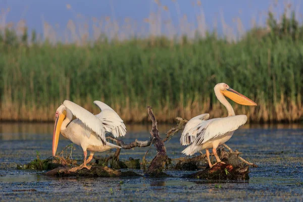 Λευκοί Πελεκάνοι Pelecanus Onocrotalus Στο Δέλτα Του Δούναβη Ρουμανία — Φωτογραφία Αρχείου