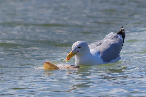 Gaviota Comiendo Pez Delta Del Danubio Rumania — Foto de Stock