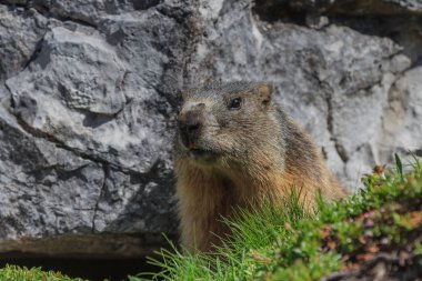Alp kaya (Marmota marmota) Dağ sıçanı. Dolomit Alpler, İtalya