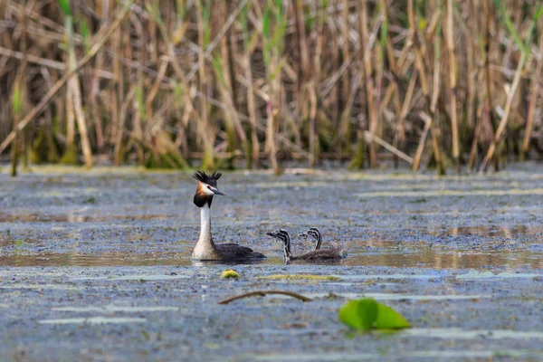 Stor Brunst Voksne Unge Fugler Donaudeltaet Romania – stockfoto