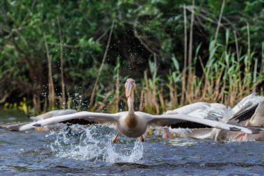 Tuna Deltası, Romanya 'da beyaz pelikan (pelecanus onocrotalus)