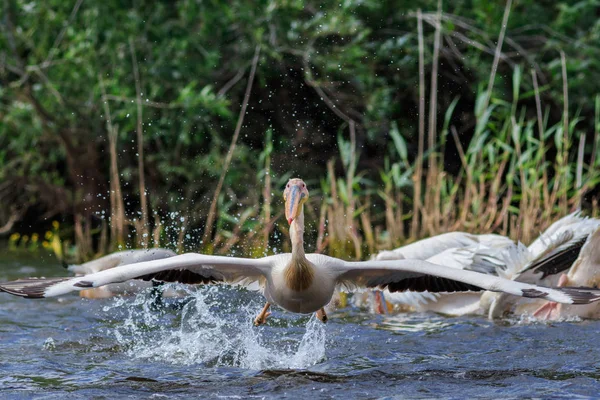 Tuna Deltası, Romanya 'da beyaz pelikan (pelecanus onocrotalus)