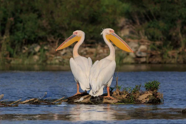 Pélicans Blancs Pelecanus Onocrotalus Dans Delta Danube Roumanie — Photo