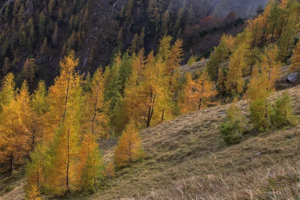Wald Den Bucegi Bergen Rumänien Herbstlandschaft — Stockfoto