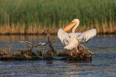 Tuna Deltası, Romanya 'da beyaz pelikan (pelecanus onocrotalus)