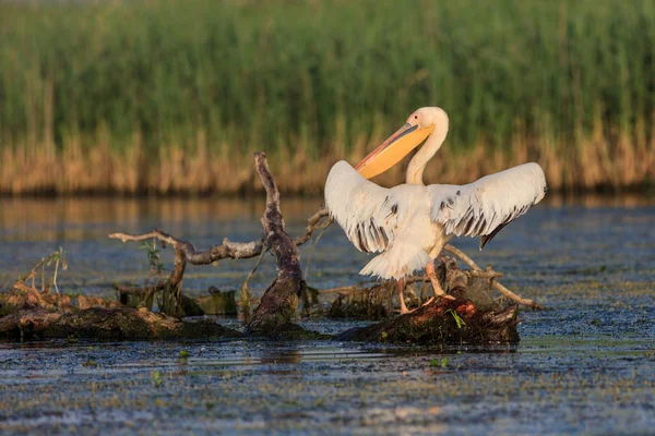 Pelikan Biały Pelecanus Onocrotalus Delcie Dunaju Rumunia — Zdjęcie stockowe