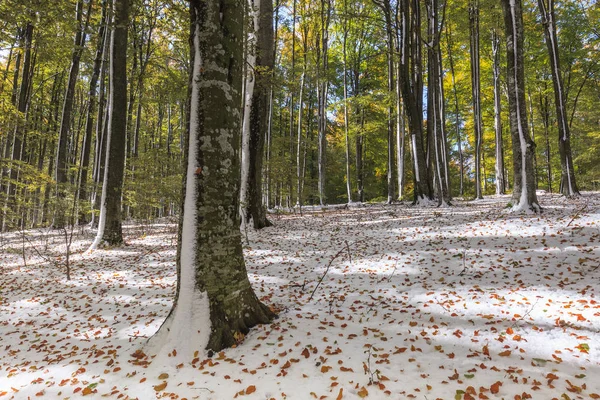 Φθινόπωρο Δάσος Πρώτο Χιόνι Χειμώνα Ρουμανία — Φωτογραφία Αρχείου