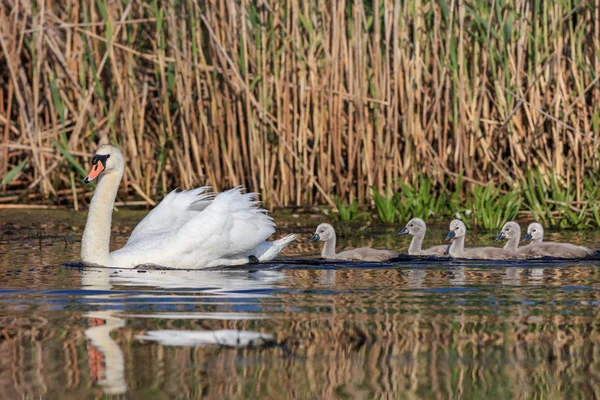 Vit Svan Med Små Kycklingar Danube Delta Rumänien — Stockfoto