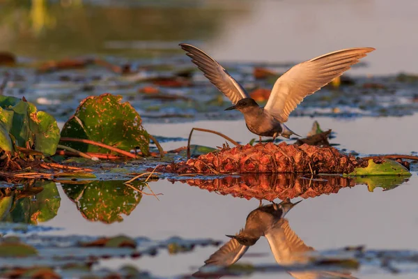 Seeschwalbe Chlidonias Niger Donaudelta Rumänien — Stockfoto