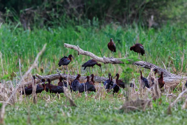 Doğal Yaşam Alanı Içinde Parlak Ibis Plegadis Falcinellus Danube Delta — Stok fotoğraf