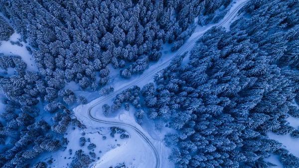 Foresta Abeti Inverno Montagne Ciucas Romania — Foto Stock