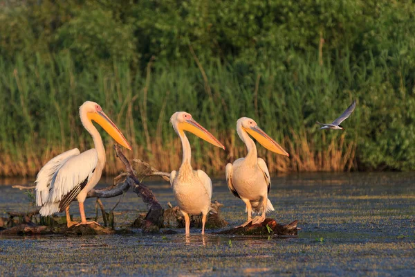 罗马尼亚多瑙河三角洲的白鹈鹕 Pelecanus Onocrotalus — 图库照片