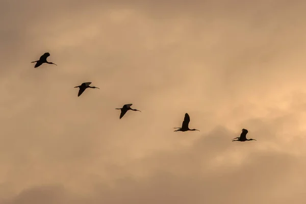 Parlak Ibis Uçuş Plegadis Falcinellus Danube Delta Romanya — Stok fotoğraf