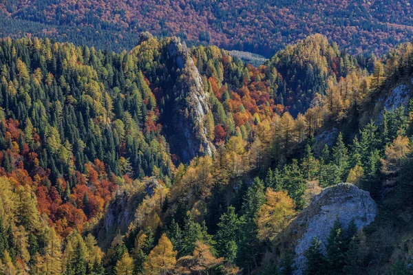 Podzimní Les Pohoří Ciucas Rumunsko — Stock fotografie