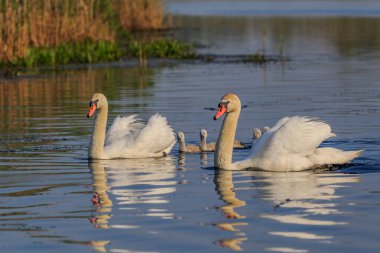 küçük civciv Danube Delta, Romanya ile Beyaz Kuğu