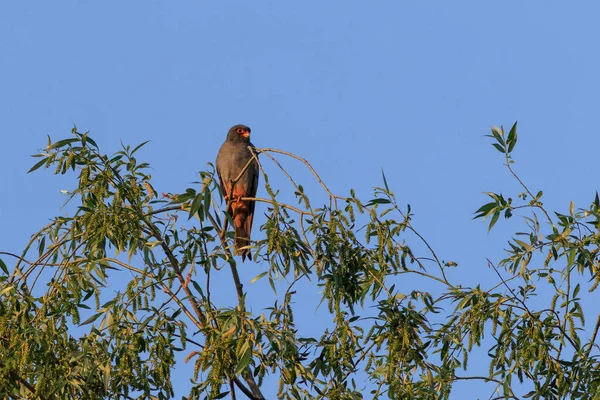 Rotfußfalke Baum Donaudelta Rumänien — Stockfoto