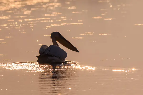 Pelicano Branco Pelecanus Onocrotalus Danúbio Delta Roménia — Fotografia de Stock