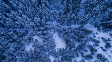 Kışın köknar ormanı. Ciucas Dağları, Romanya