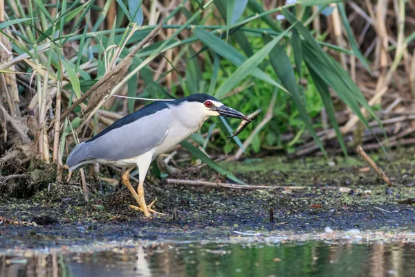 Garza Negra Coronada Comiendo Pescado Delta Del Danubio Rumania —  Fotos de Stock