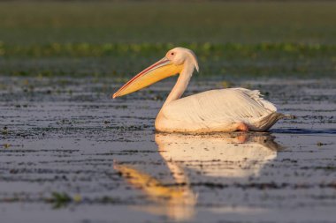 Tuna Deltası, Romanya 'da beyaz pelikan (pelecanus onocrotalus)