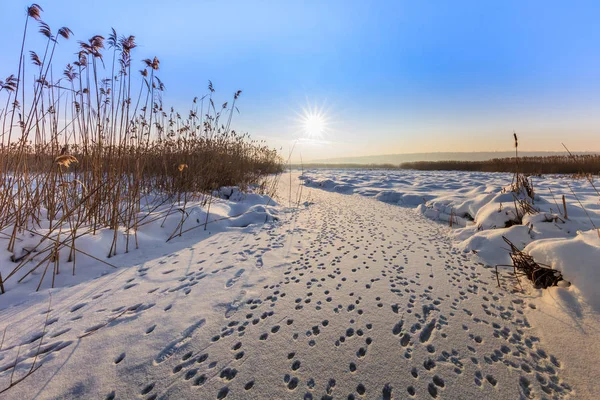 Lac Hiver Lieu Parc Naturel Comana Roumanie Vue Aérienne — Photo