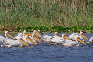 Tuna Deltası, Romanya 'da beyaz pelikanlar (pelecanus onocrotalus)
