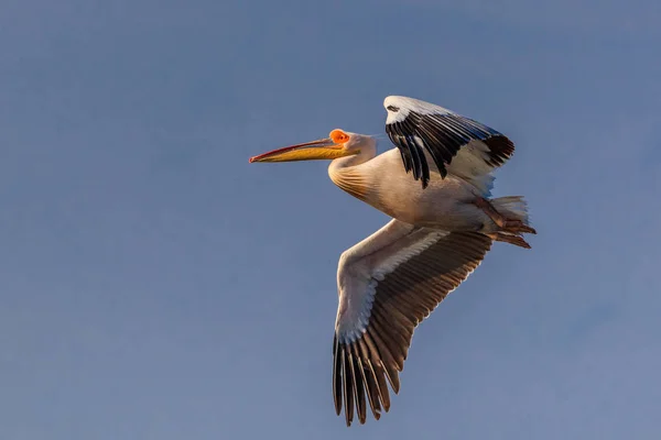 Pelikan Pelecanus Onocrotalus Flug Donaudelta Rumänien — Stockfoto