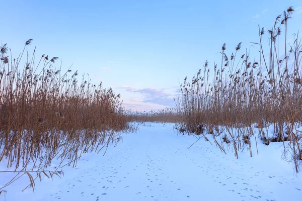 Lago Inverno Località Parco Naturale Comana Romania — Foto Stock