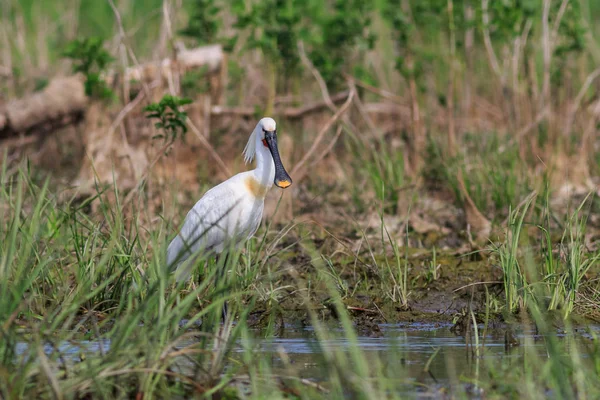 Közös Kanalasgém Platalea Leucorodia Duna Delta Románia — Stock Fotó