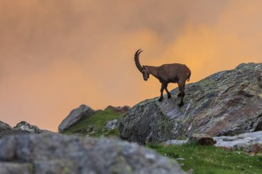 Alp dağ keçisi (Capra ibex) Mont Blanc, Fransa