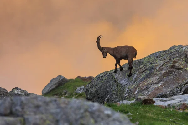 Alp dağ keçisi (Capra ibex) Mont Blanc, Fransa