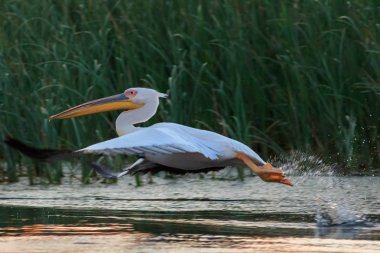 uçuşta beyaz Pelikan (pelecanus onocrotalus). Danube Delta, Romanya
