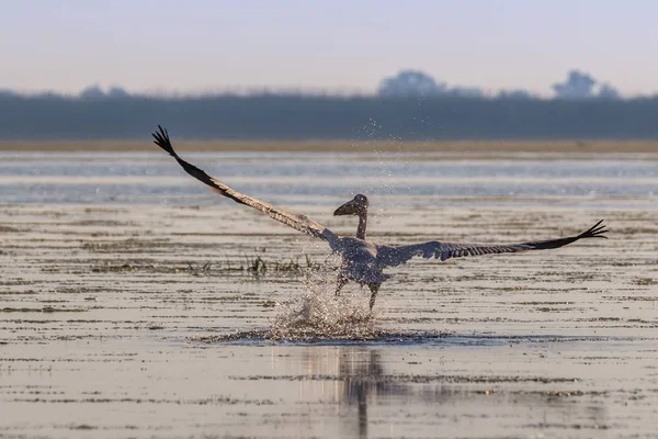 Білий Пелікан Pelecanus Onocrotalus Дельті Дунаю Румунія — стокове фото