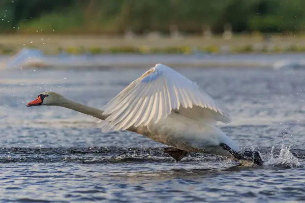 Cisne Branco Voo Danúbio Delta Roménia — Fotografia de Stock