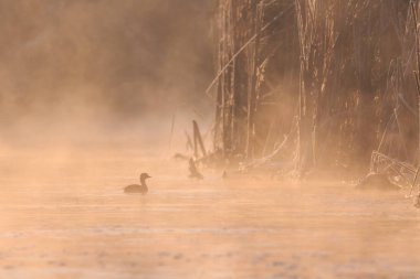 Juvenil büyük tepeli batağan (podiceps cristatus) Comana Tabiat Parkı, Romanya