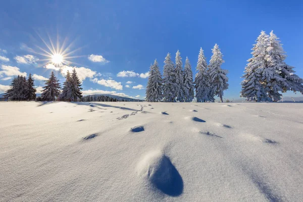 Sparren Winter Bucegi Gebergte Roemenië — Stockfoto