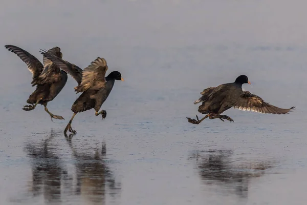 Eurasiska Sothöna Fulica Atra Vintern Plats Comana Naturpark Rumänien — Stockfoto