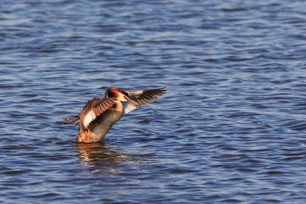 Grande Grebe Danúbio Delta Roménia — Fotografia de Stock