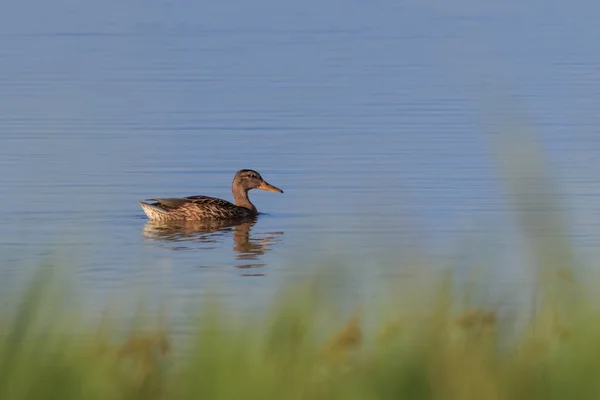 Canard Sauvage Sur Lac Dans Delta Danube Roumanie — Photo