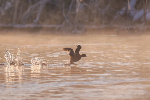 Korzeń Eurazjatycki Fulica Atra Locie Lokalizacja Comana Natural Park Rumunia — Zdjęcie stockowe