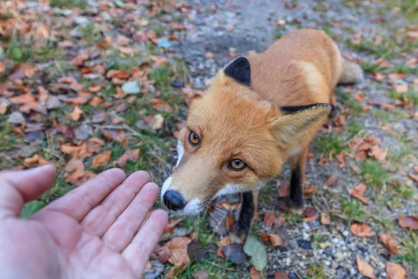 ルーマニアのファガラス山脈にあるヨーロッパの赤いキツネ — ストック写真